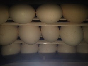 20160316_204533